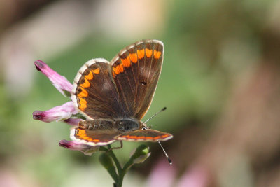 Aricia agestis - Brown argus