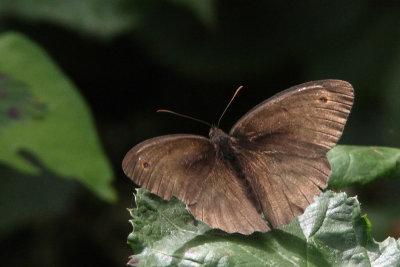 Maniola jurtina - Meadow Brown