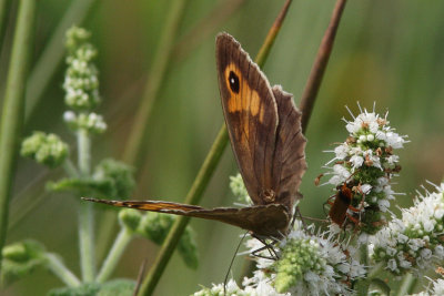 Maniola jurtina - Meadow Brown