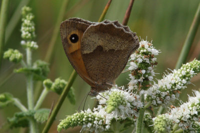 Maniola jurtina - Meadow Brown
