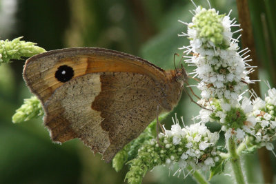 Maniola jurtina - Meadow Brown