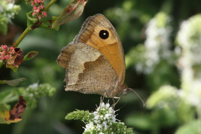 Maniola jurtina - Meadow Brown