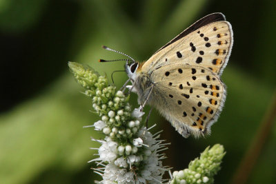 Lycaena tityrus - Sooty copper