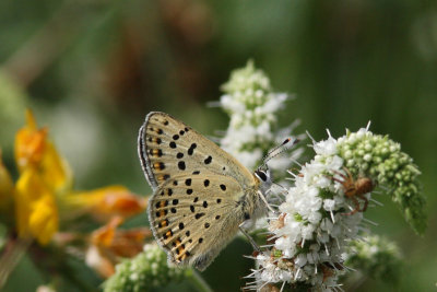 Lycaena tityrus - Sooty copper
