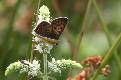 Lycaena tityrus - Sooty copper