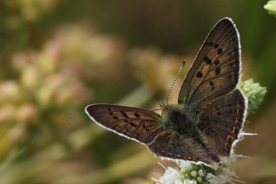 Lycaena tityrus - Sooty copper