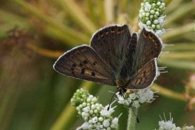 Lycaena tityrus - Sooty copper