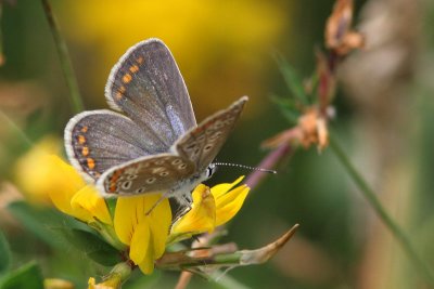 Polyommatus icarus - Common blue