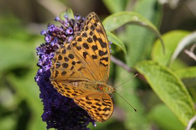 Argynnis paphia - Silver-washed Fritillary
(female)