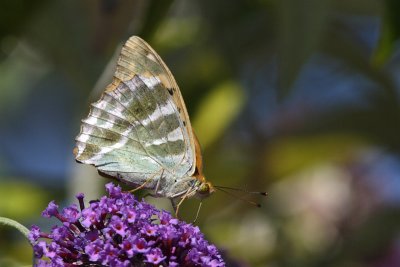 Argynnis paphia - Silver-washed Fritillary