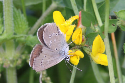 Cyaniris semiargus- Mazarine Blue