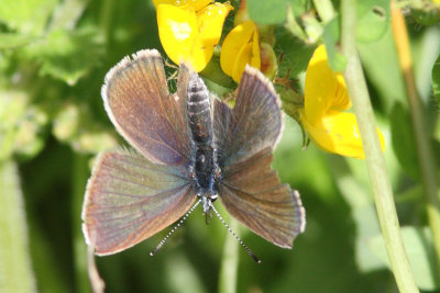 Cyaniris semiargus- Mazarine Blue