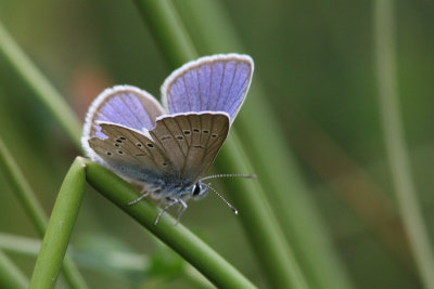 Cyaniris semiargus- Mazarine Blue