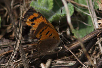 Lycaena phlaeas - Small Copper