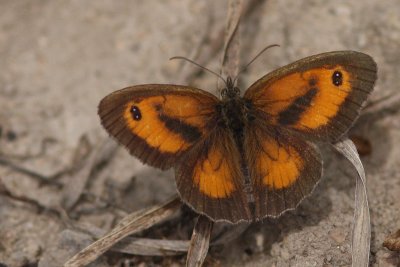 Oranje Zandoogje