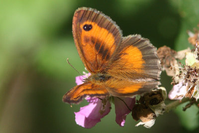 Pyronia tithonus - Gatekeeper