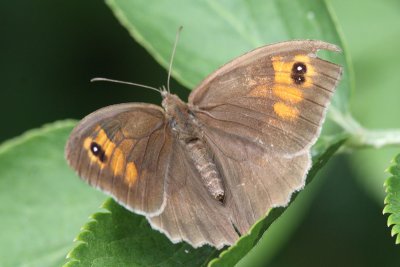 Maniola jurtina - Meadow Brown