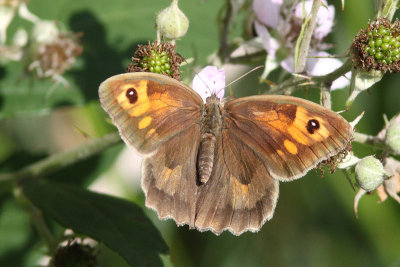 Maniola jurtina - Meadow Brown