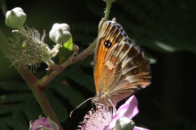 Pyronia tithonus - Gatekeeper