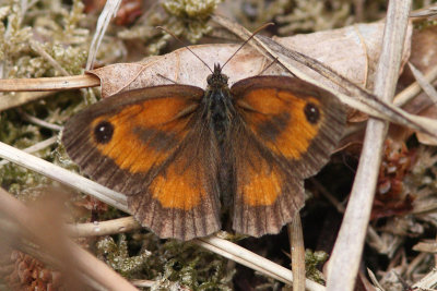 Pyronia tithonus - Gatekeeper