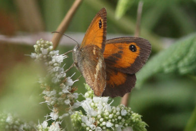 Pyronia tithonus - Gatekeeper