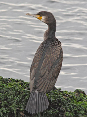 Phalacrocorax carbo - Great Cormorant 