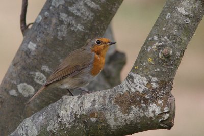 Erithacus rubecula - Robin