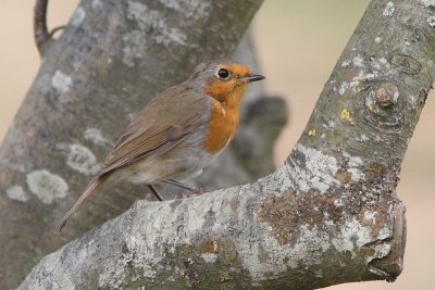 Erithacus rubecula - Robin