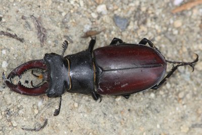 Lucanus cervus - Stag Beetle (male)