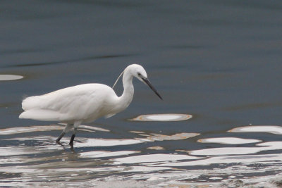 Kleine Zilverreiger