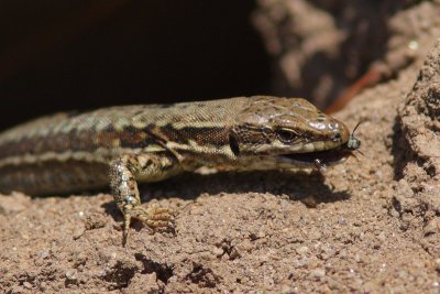 Podarcis muralis - Common Wall Lizard