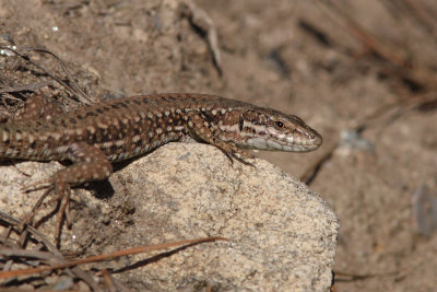 Podarcis muralis - Common Wall Lizard