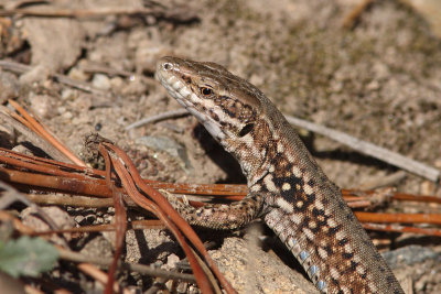 Podarcis muralis - Common Wall Lizard