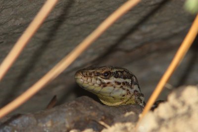 Podarcis muralis - Common Wall Lizard