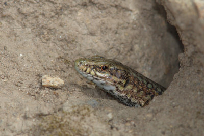 Podarcis muralis - Common Wall Lizard