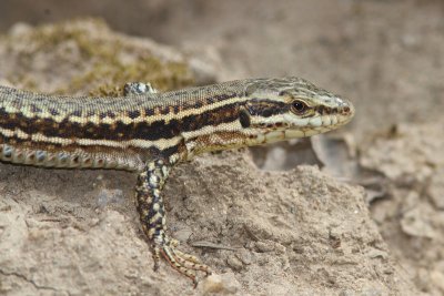 Podarcis muralis - Common Wall Lizard