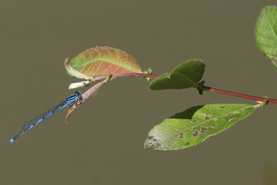 Erythromma lindenii - Blue-eye