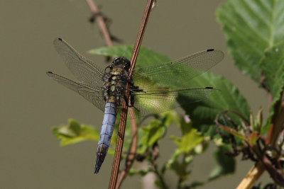 Orthetrum cancellatum - Black-tailed Skimmer