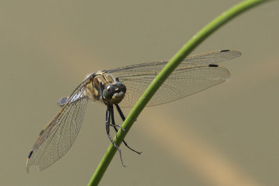 Orthetrum cancellatum - Black-tailed Skimmer