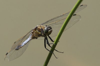 Orthetrum cancellatum - Black-tailed Skimmer