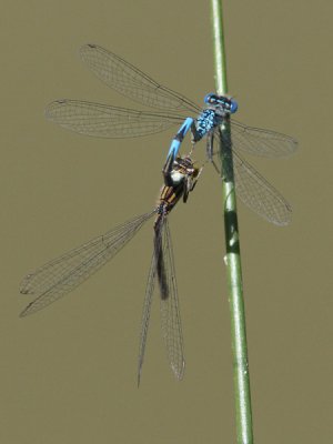 Erythromma lindenii - Blue-eye