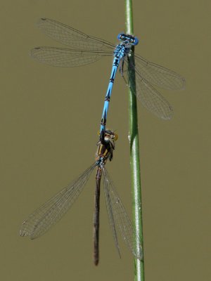 Erythromma lindenii - Blue-eye