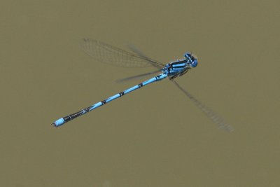 Erythromma lindenii - Blue-eye