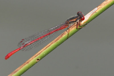 Ceriagrion tenellum - Small Red Damselfly