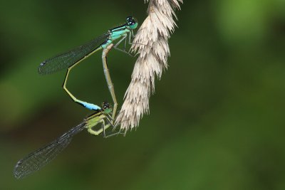 Ischnura elegans - Common Bluetail
