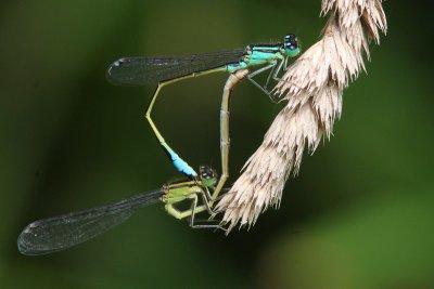 Ischnura elegans - Common Bluetail