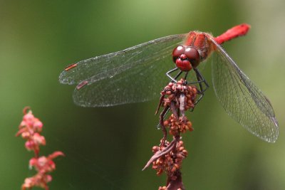 Bloedrode Heidelibel