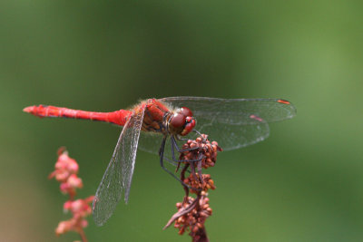 Bloedrode Heidelibel