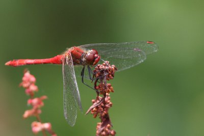 Bloedrode Heidelibel