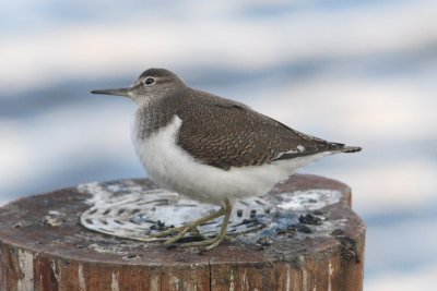 Actitis hypoleucos - Common Sandpiper